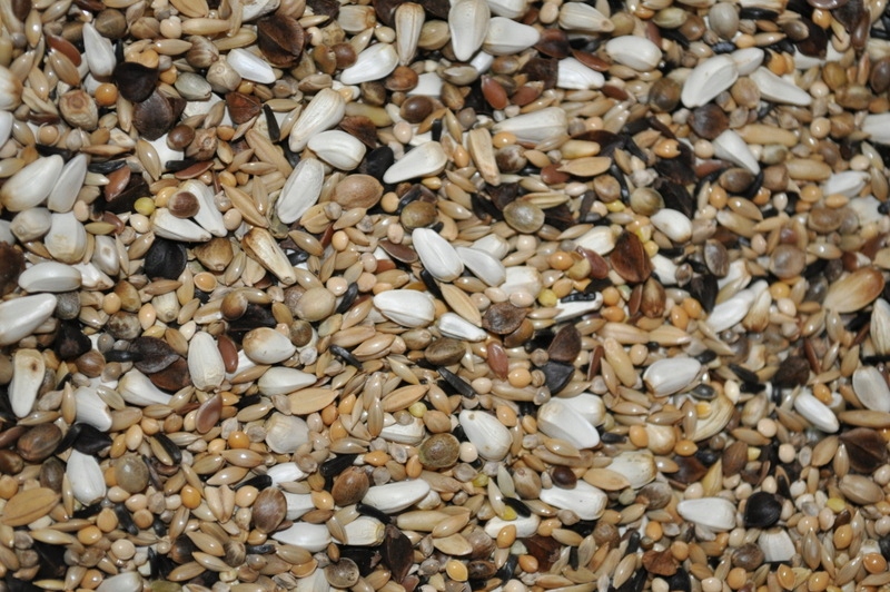 Prestige Big Parakeets Special